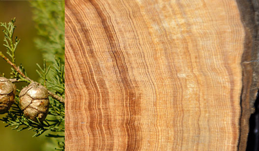 Cypress timber specie